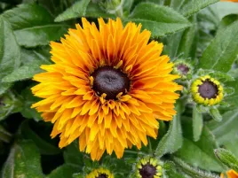 rudbekia-flamenco-bright-orange-sadzonka-p9-polpelne-kwiaty
