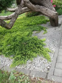 jalowiec-plozacy-golden-carpet-or-2-letni