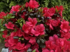 azalia-japonska-or-karminowo-czerwona-maruschka