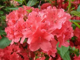 azalia-japonska-or-rzadka-barwa-geisha-orange