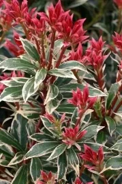 pieris-japonski-little-heath-2-letni