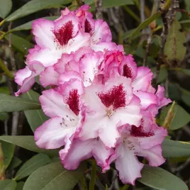 rhododendron-hachmann-s-charmant-or-dwubarwne-kwiaty