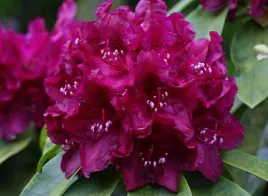 rozanecznik-rododendron-old-port-or-wysoki-intensywny-purpurowy-kolor