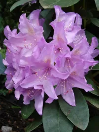 rozanecznik-rododendron-roseum-elegans-or-szybko-rosnacy-duze-kwiaty