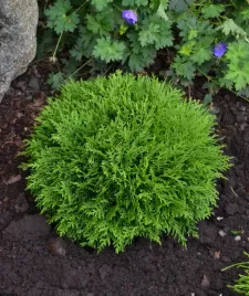 zywotnik-zachodni-danica-or-tuja-zachodniaor-zielona-kula