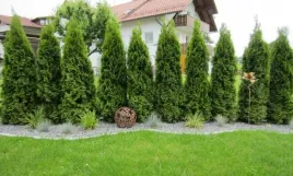 tuja-szmaragd-zywotnik-3-letni-wys-50cm