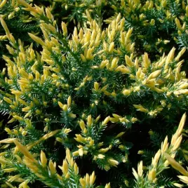 jalowiec-luskowaty-holger-or-juniperus-squamata