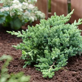 jalowiec-rozeslany-nana-or-procumbens-nana