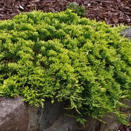 jalowiec-plozacy-golden-carpet-or-3-letni-or-doniczka-2l