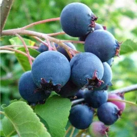 swidosliwa-olcholistna-smoky-or-najslodsza-or-najobficiej-owocujaca