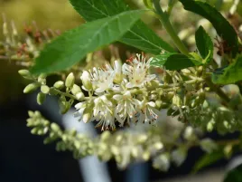 orszelina-olcholistna-p9-piekny-krzew-miododajny