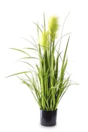 roslina-dekoracyjna