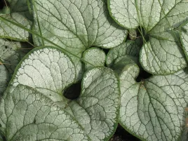 brunera-wielkolistna-silver-heart-sadzonka-p9-bylina-do-cienia