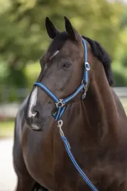 kantar-dla-konia-hippo-roz-full-granatowy-niebieski-covalliero