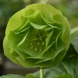 ciemiernik-helleborus-green-zielony-pelne-zielone-kwiaty