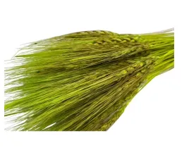 wiazka-pszenica-perska-suszona-ozdoba-dekoracja-oliwkowa