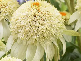 jezowka-echinacea-milkshake-sadzonka-p9-pelne-kwiaty-biale-bylina