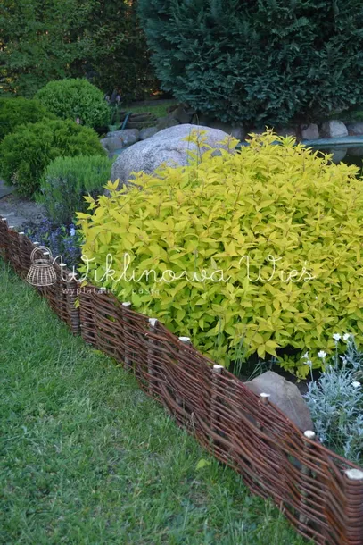 palisada-wiklinowa-20-120