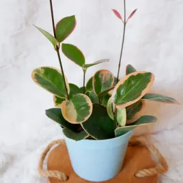 hoja-hoya-australis-variegata-don-13cm