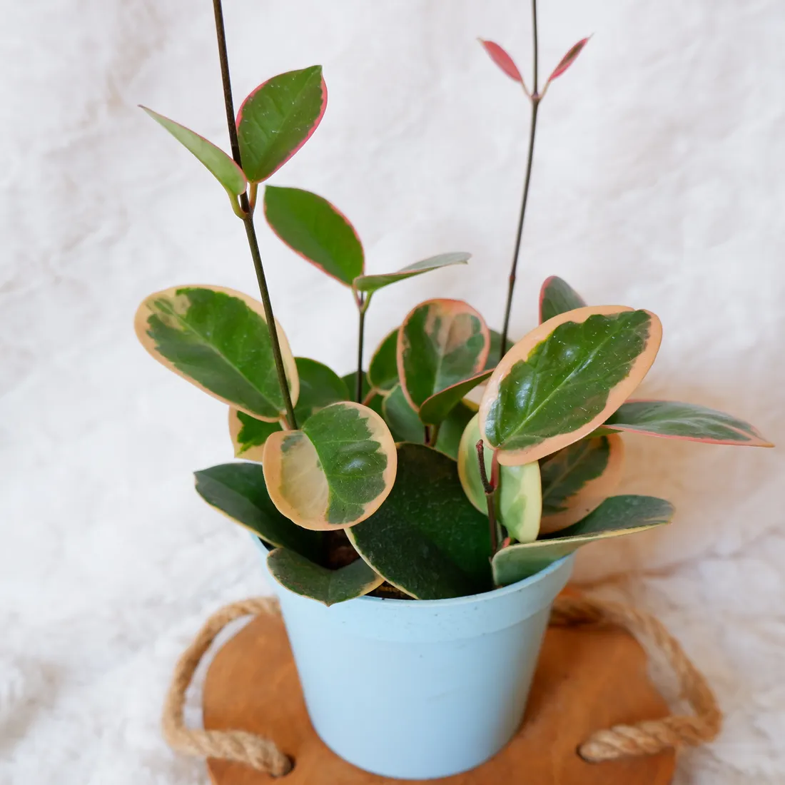 hoja-hoya-australis-variegata-don-13cm-rodzaj-rosliny-rosliny-kwitnace