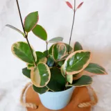 hoja-hoya-australis-variegata-don-13cm-rodzaj-rosliny-rosliny-kwitnace