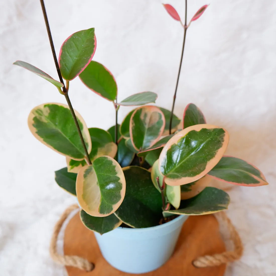 hoja-hoya-australis-variegata-don-13cm-rodzaj-rosliny-rosliny-kwitnace