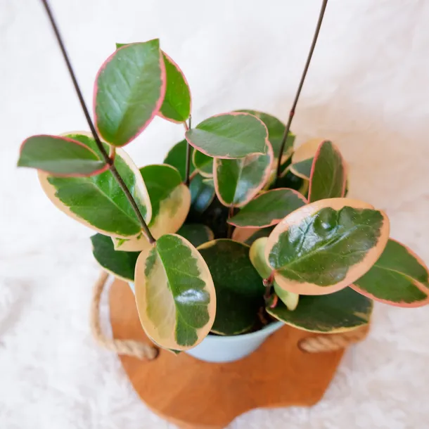 hoja-hoya-australis-variegata-don-13cm-waga-z-opakowaniem-1-kg