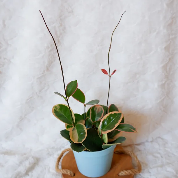 hoja-hoya-australis-variegata-don-13cm-roslina-w-postaci-sadzonka-w-pojemniku-05-1l