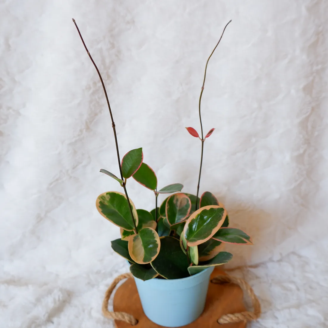 hoja-hoya-australis-variegata-don-13cm