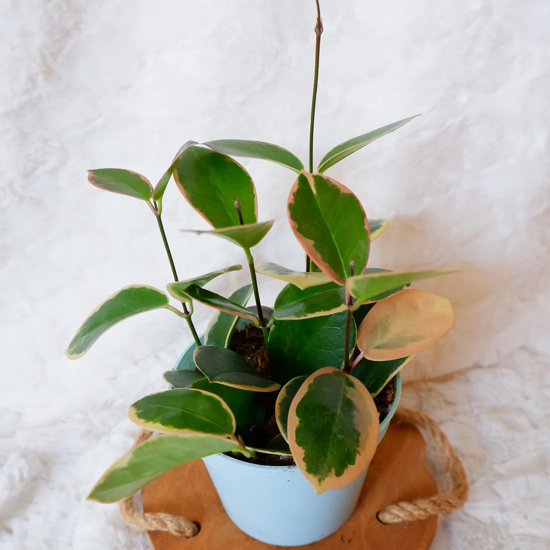 hoja-hoya-australis-variegata-don-13cm