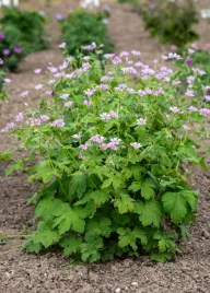 bodziszek-karen-wouters-geranium-x-hybrydum-p9