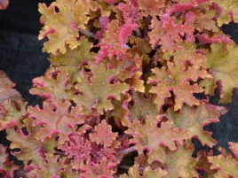 zurawka-marmalade-wielobarwna-bylina-do-ogrodu-sadzonka-p9