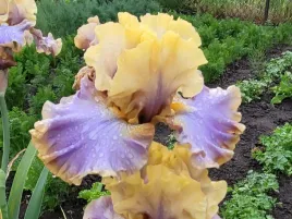 iris-brodkowy-loughing-clown-klacze-zolto-fioletowy