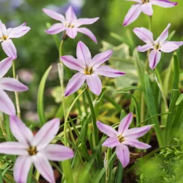 ipheion-charlotte-bishop-10-szt-cebulki-cebule-kwiatow