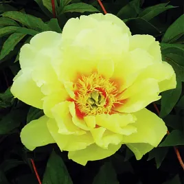 paeonia-piwonia-sadzonka-itoh-bartzella-1-szt-piwonie-sadzonki-pachnaca