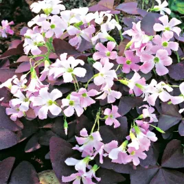 oxalis-triangularis-szczawik-trojkatny-5-szt-cebulki-cebule-kwiatowe