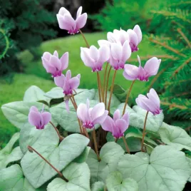 cyclamen-cyklamen-ogrodowy-neapolitanum-fiolek-alpejski-1-szt-cyklameny