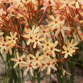 ixia-iksja-paniculata-eos-10-szt-cebulki-kwiatowe