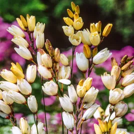 ixia-iksja-marquette-10-szt-cebulki-cebule-kwiatowe