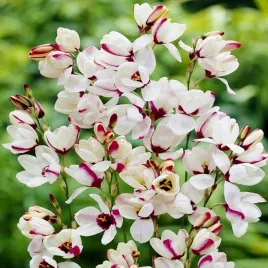 ixia-iksja-sportlight-10-szt-cebulki-cebule-kwiatowe