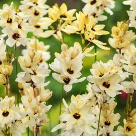 ixia-iksja-hogarth-10-szt-cebulki-cebule-kwiatowe