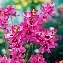 ixia-iksja-mabel-10-szt-cebulki-cebule-kwiatowe