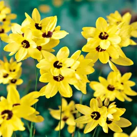ixia-iksja-yellow-emperor-zolty-10-szt-cebulki-kwiatowe