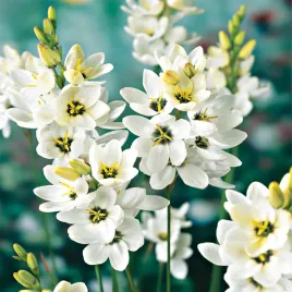 ixia-iksja-giant-biala-10-szt-cebulki-kwiatowe