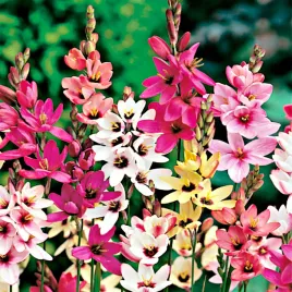 ixia-iksja-mieszanka-mix-20-szt-cebulki-kwiatowe