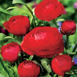 ranunculus-jaskier-czerwony-5-szt-jaskry-cebulki-cebule-kwiatowe