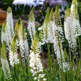eremurus-pustynnik-himalajski-als-hamalaicus-1-szt-sadzonka-sadzonki
