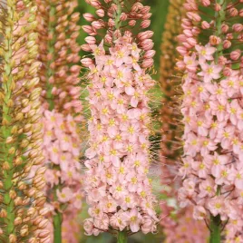 eremurus-pustynnik-himalajski-romance-1-szt-sadzonka-sadzonki