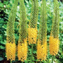 eremurus-pustynnik-himalajski-pinokkio-zolty-1-szt-sadzonka-sadzonki
