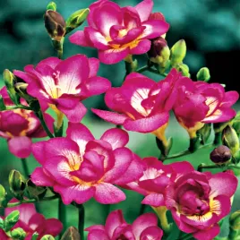 frezja-pelna-rozowa-10-szt-frezje-cebulki-frezji-pachnaca-cebule